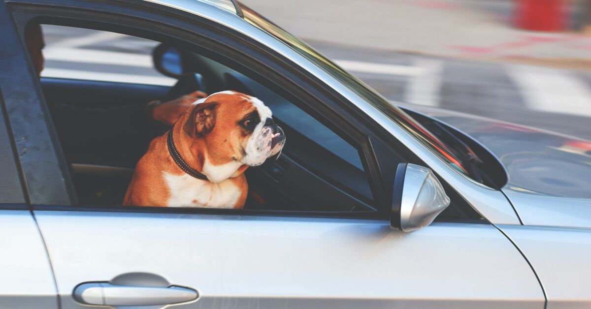 Hunde im Auto mitführen: Darauf muss man achten - AUTO BILD