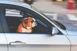 Ein Hund lehnt sich aus dem Beifahrerfenster eines fahrenden Autos. Ein Hund lehnt sich aus dem Beifahrerfenster eines fahrenden Autos.