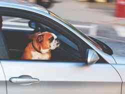 Ein Hund lehnt sich aus dem Beifahrerfenster eines fahrenden Autos.