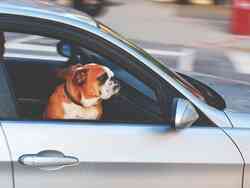 Ein Hund lehnt sich aus dem Beifahrerfenster eines fahrenden Autos. Ein Hund lehnt sich aus dem Beifahrerfenster eines fahrenden Autos.