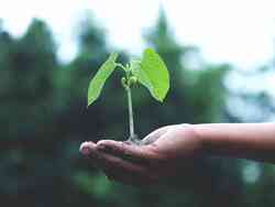 Eine Person hält eine Pflanze in der Hand.